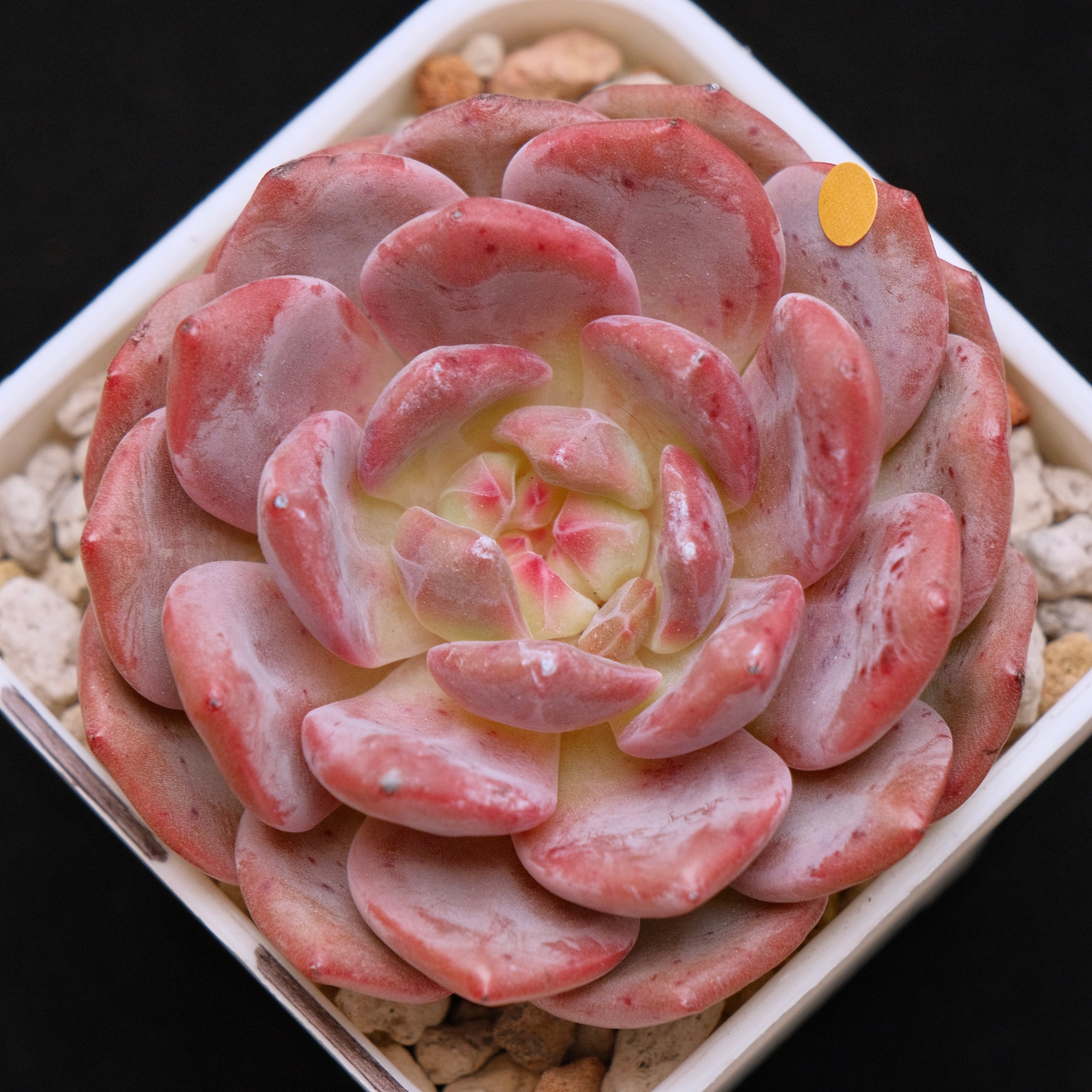Echeveria Ariel Korean Succulent Plant