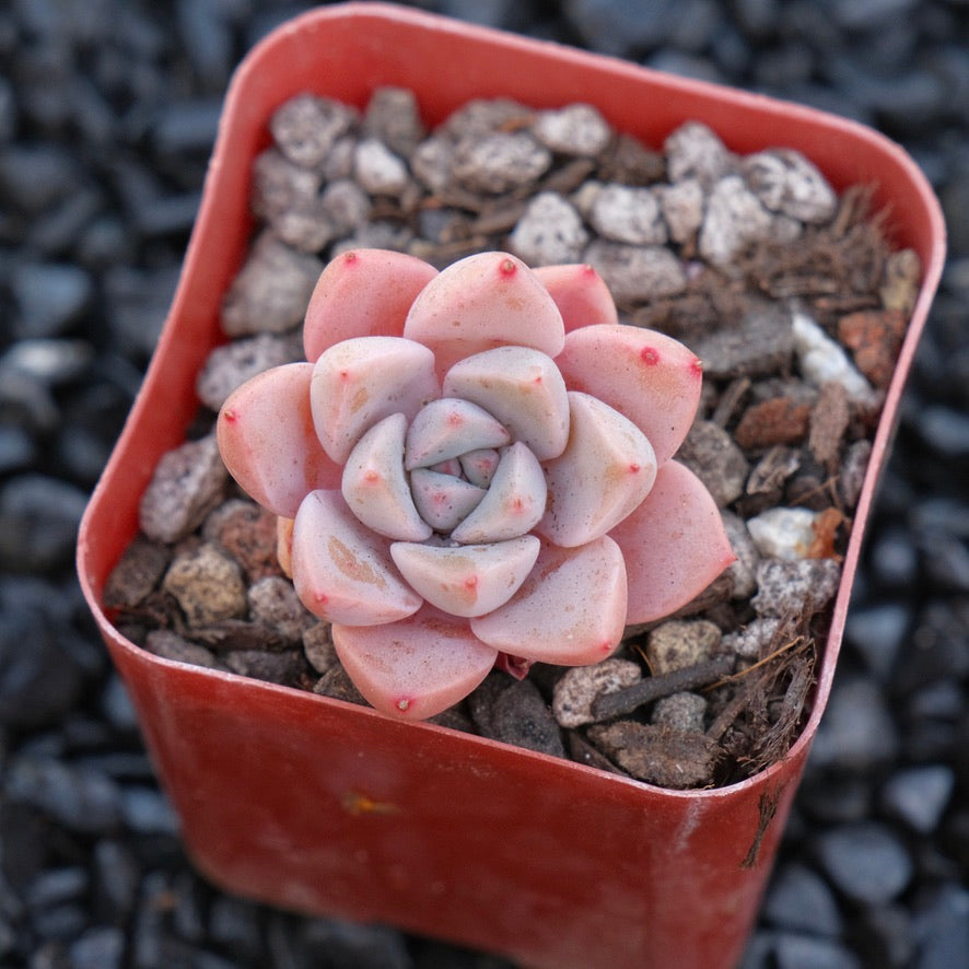 Echeveria Pretty in Pink E Korean Succulent Plant (small)