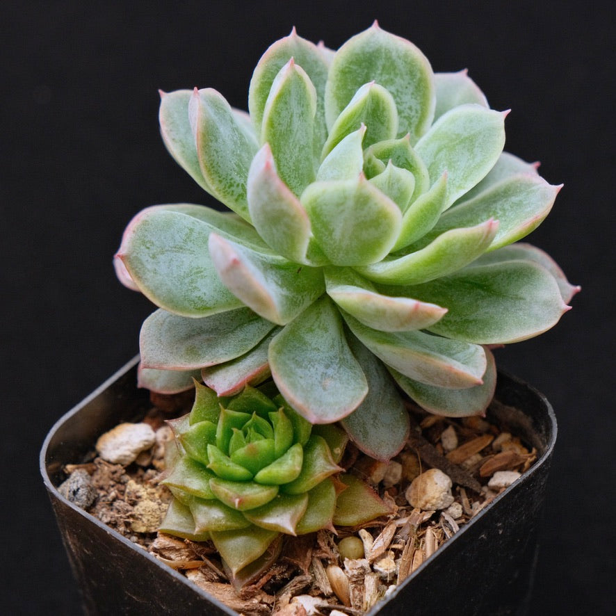Echeveria Bradburiana Korean Succulent Plant