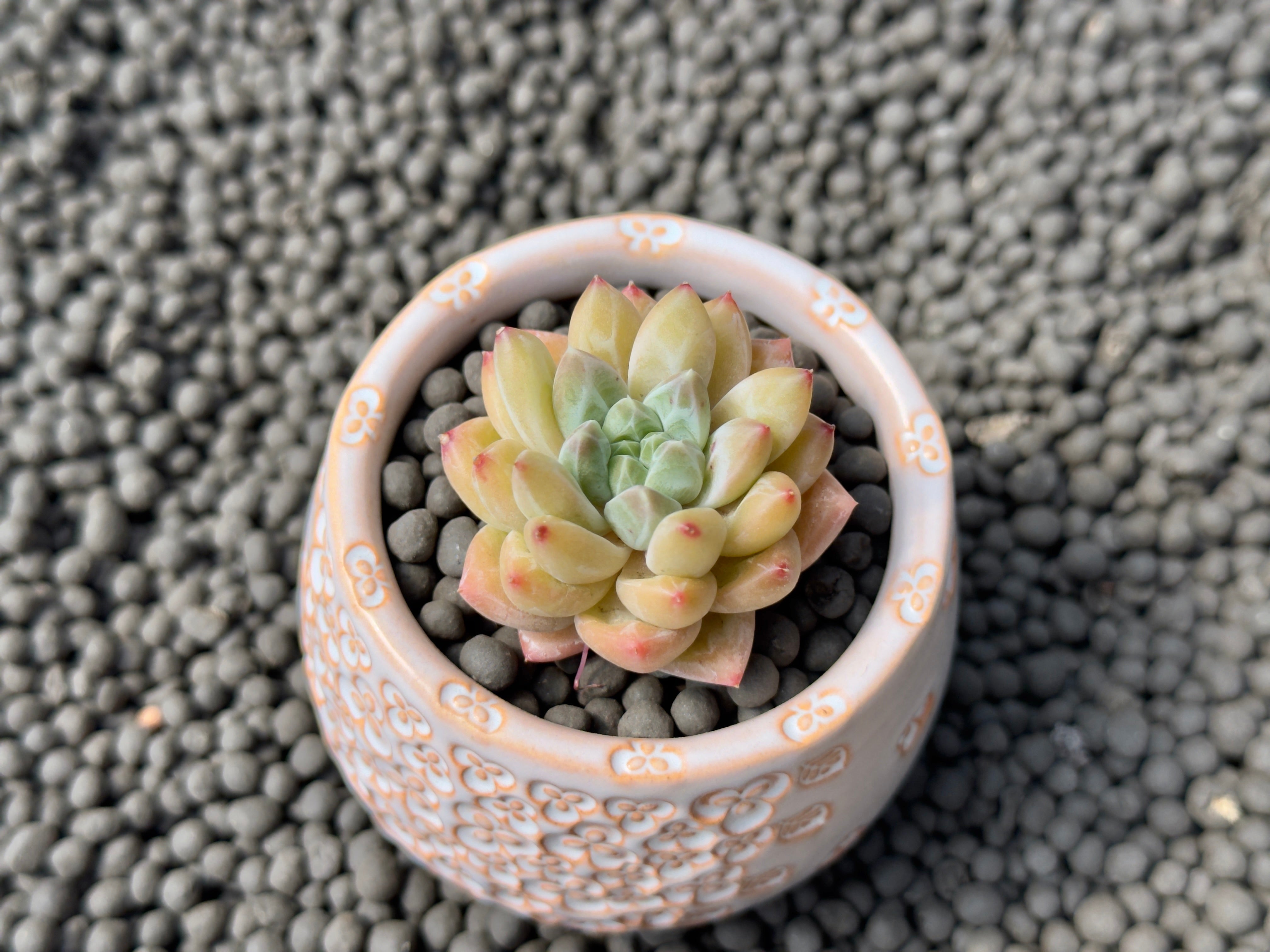changhee succulent Pachyveria Unicorn Korean Succulent Plant Changhee hybrid – Succielife