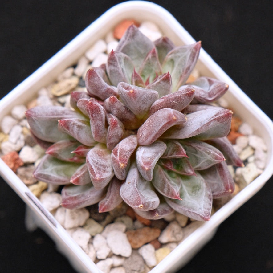 Echeveria Tremolo Korean Succulent Plant Hwaga Hybrid