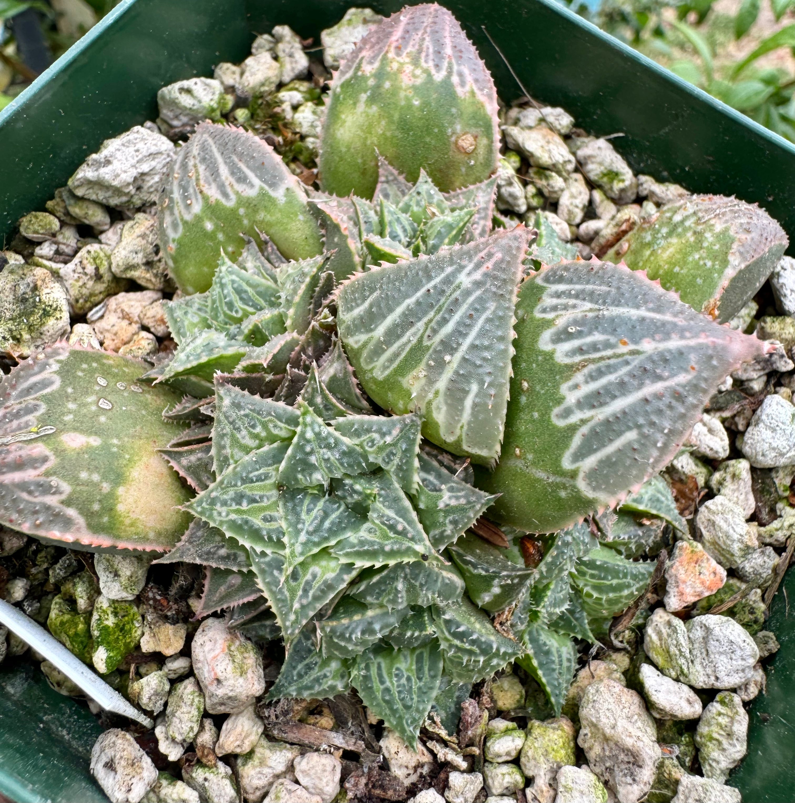 Jim Smith Haworthia Hybrid Succulent Plant