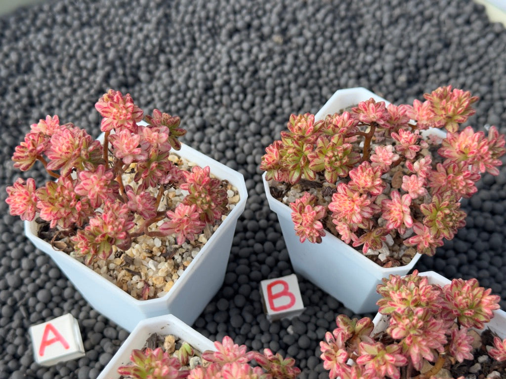 Variegated Aeonium sedifolium Korean Succulent Plant