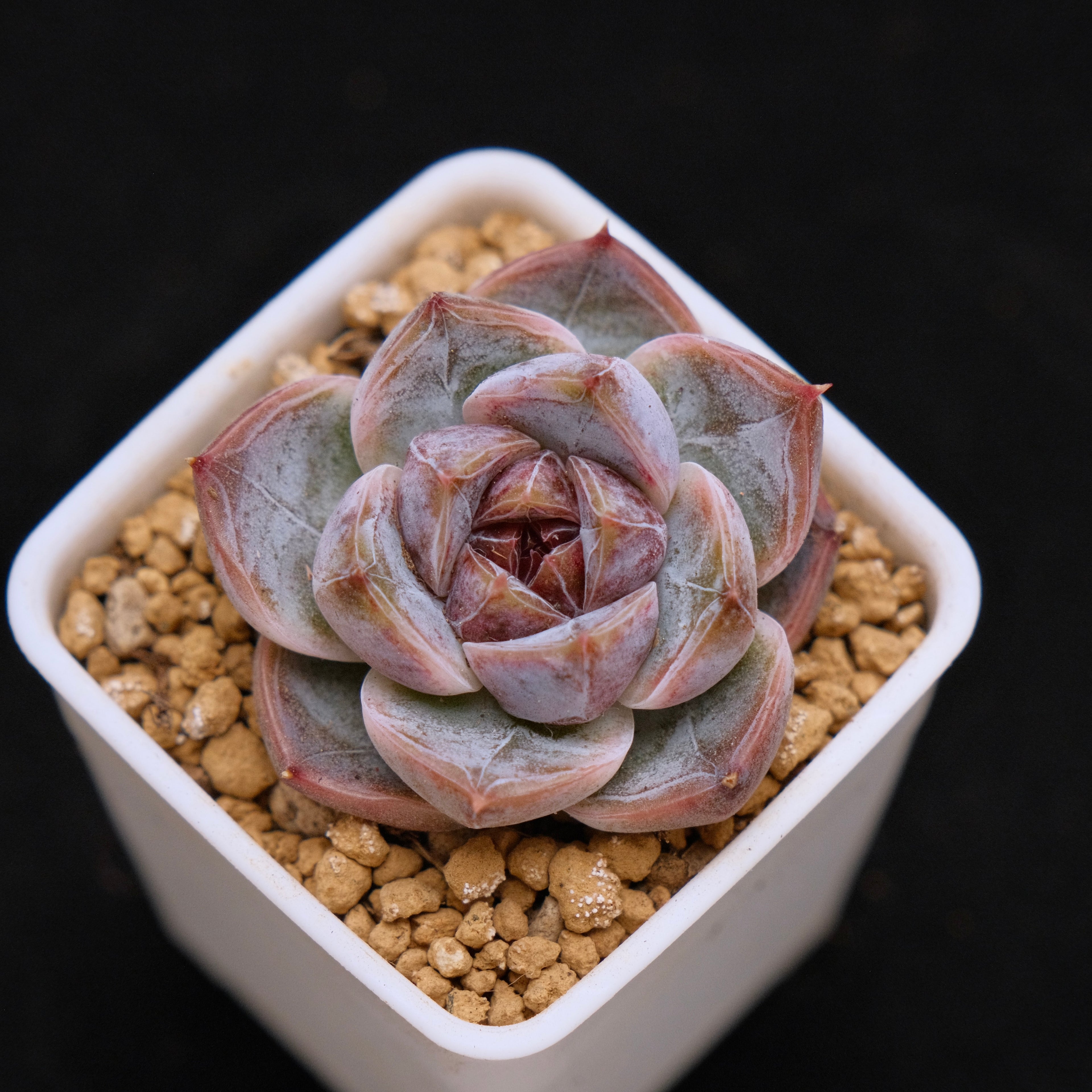 Echeveria Angels Kiss baby Korean Succulent Plant
