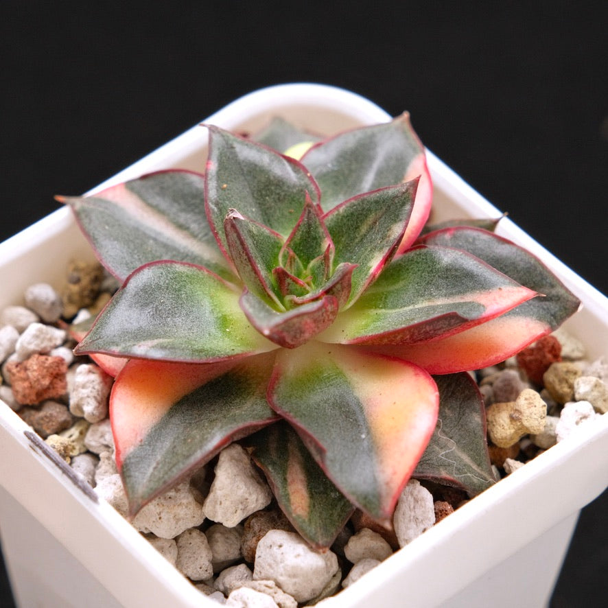 Variegated Echeveria Monocerotis Korean Succulent Plant