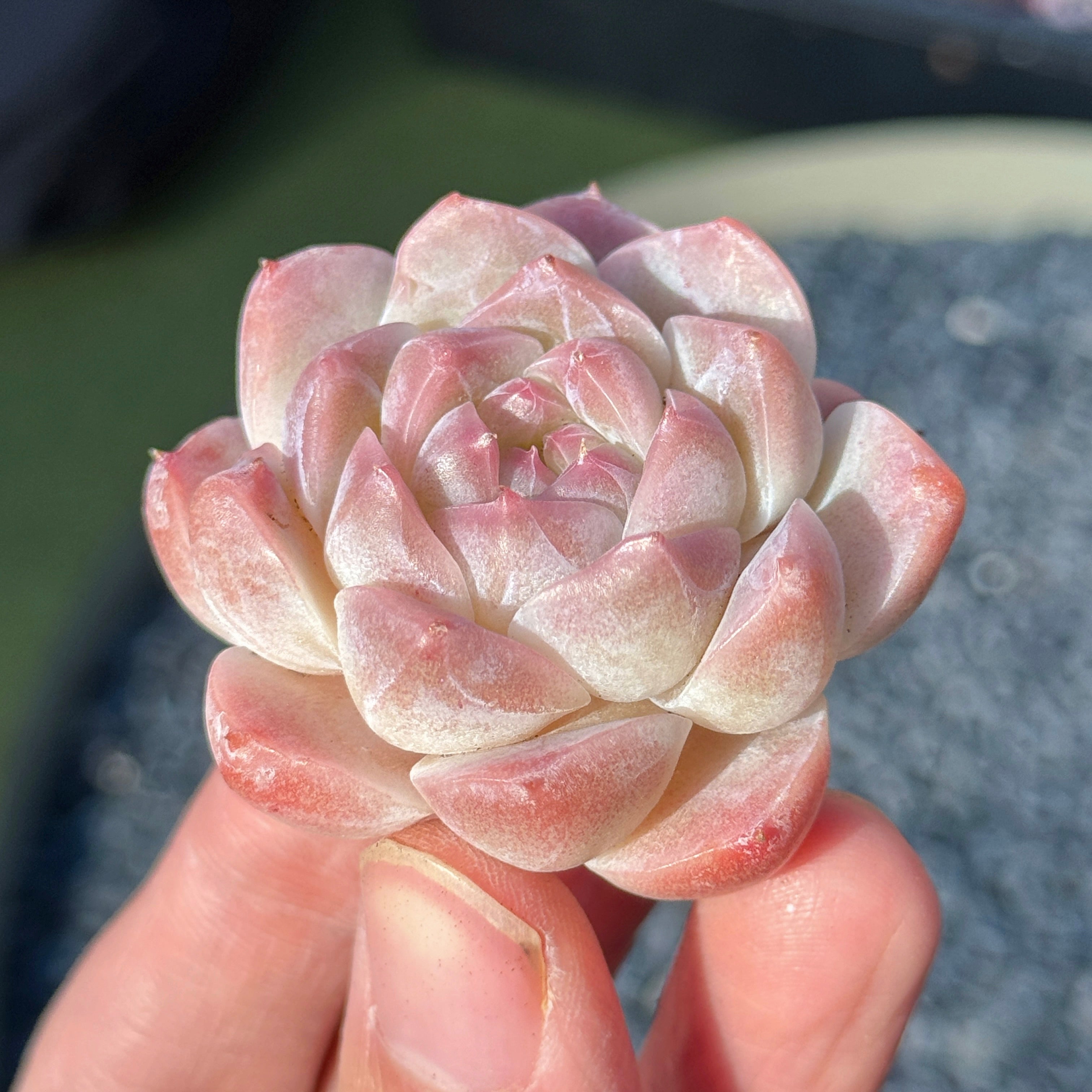 Echeveria Mystery Hybrid Succulent Plant G