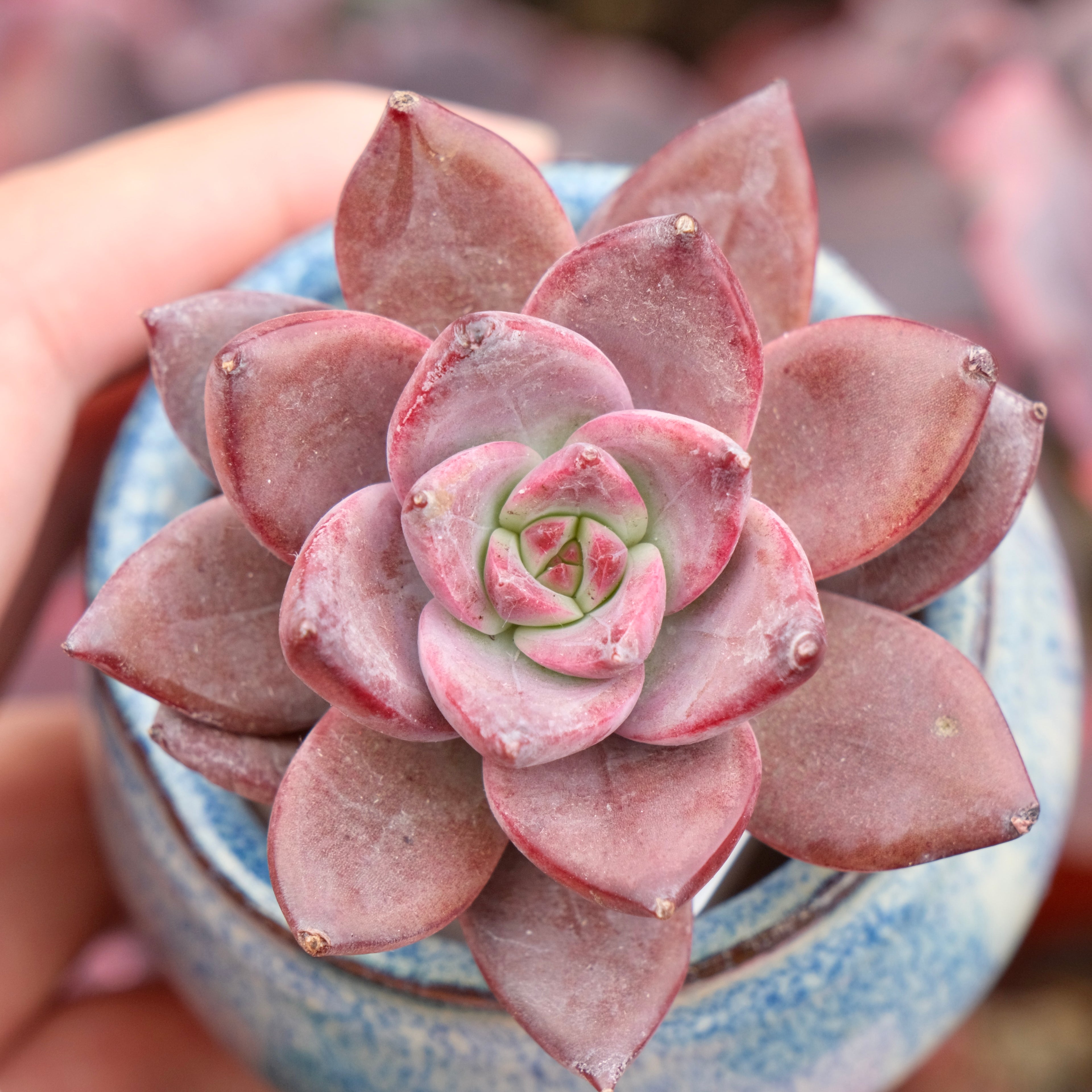 Echeveria Red Sun Imported Succulent Plant