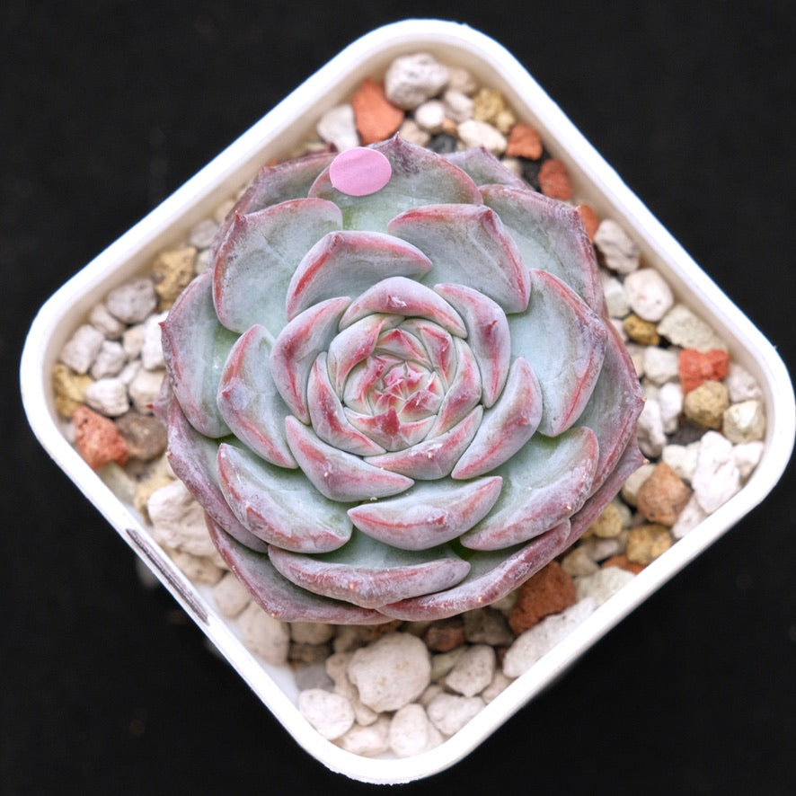 Echeveria Keralean hybrid Korean Succulent Plant