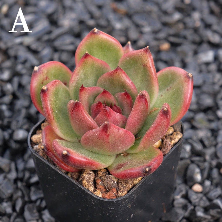 Echeveria Amestro A Korean Imported Succulent Plant