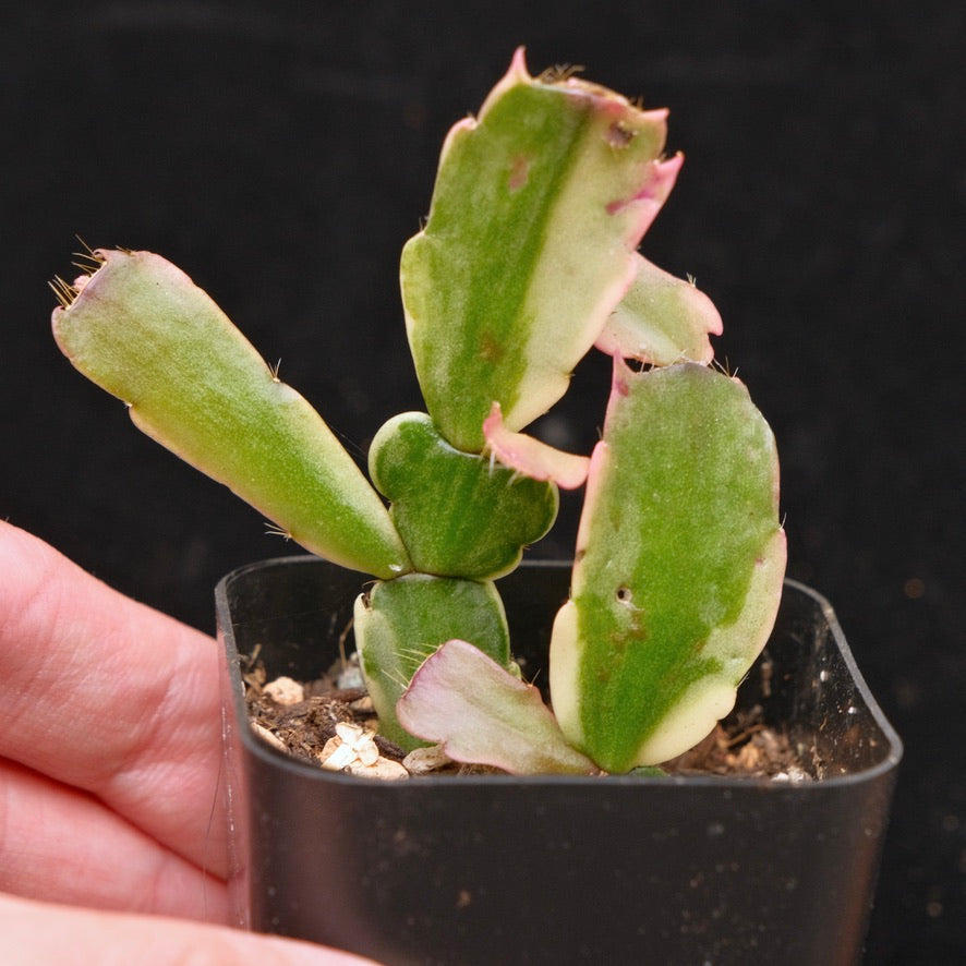 Variegated Christmas Cactus Succulent Plant