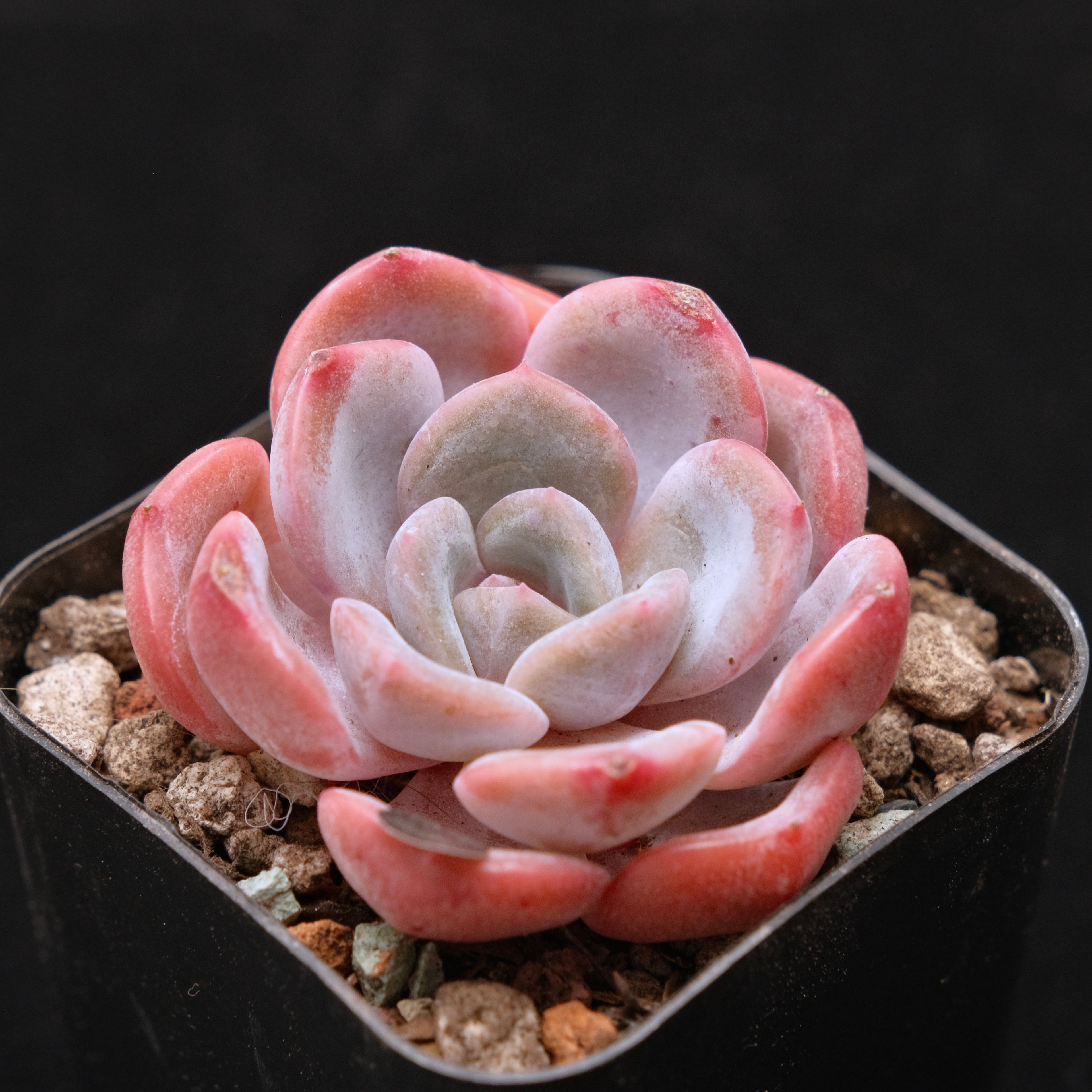 Echeveria Winter Flower Korean Succulent Plant 冬之花