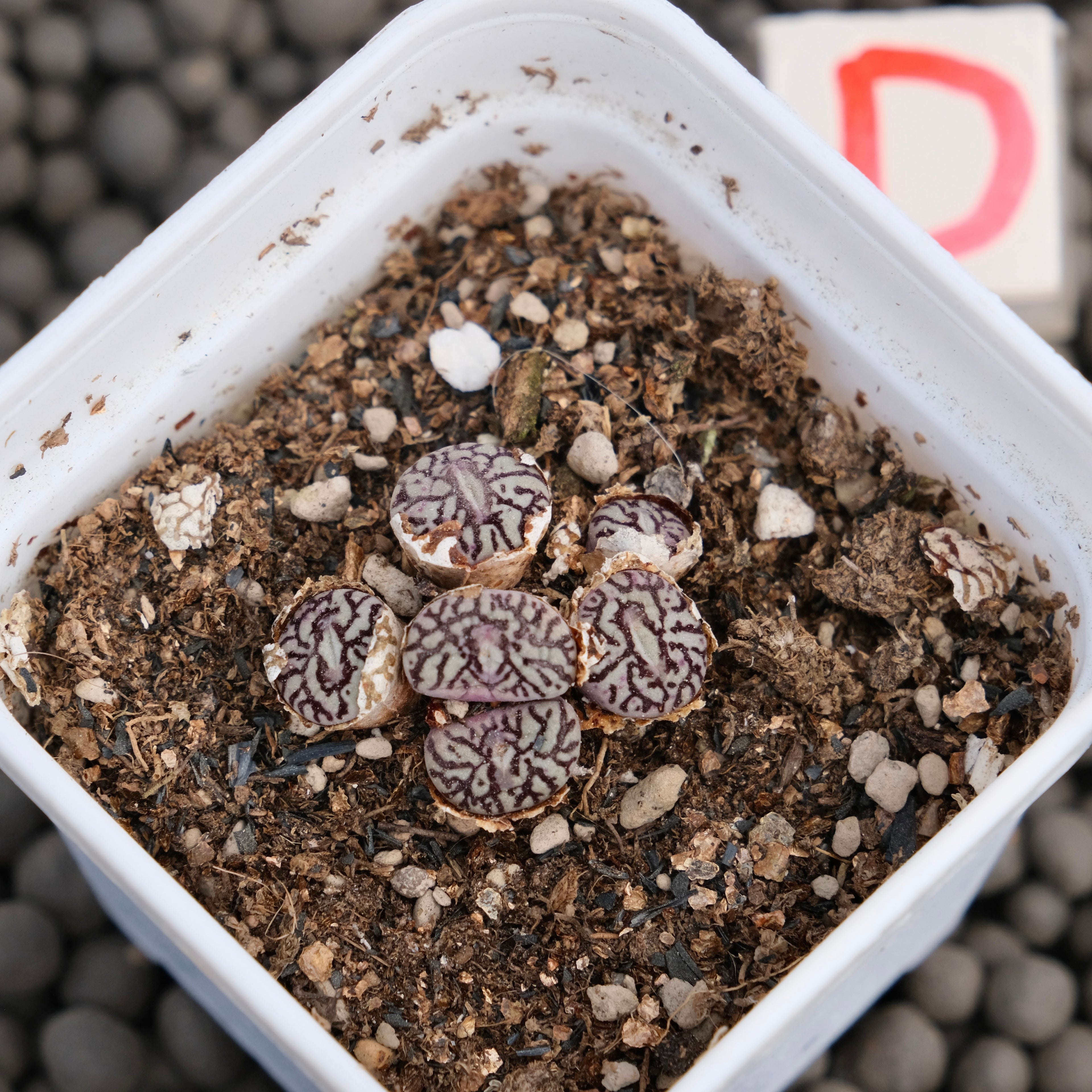 Conophytum minimum wittebergense Imported Succulent Plant