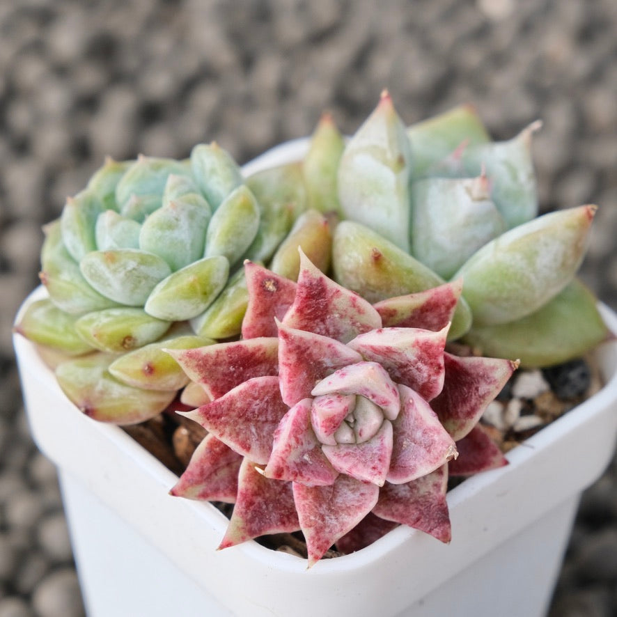 Mixed Baby Pot Korean Succulent Plant