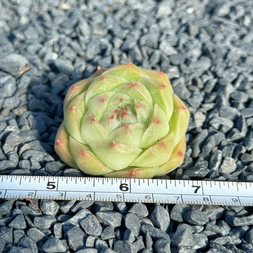 Echeveria Malgan Succulent Plant E