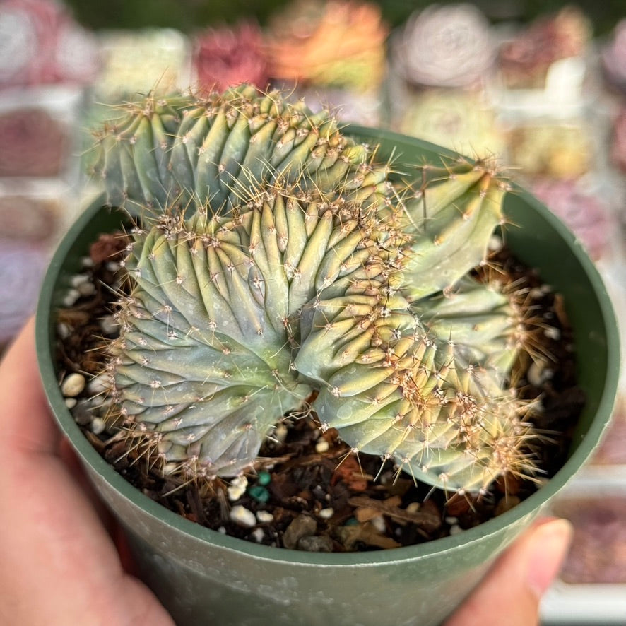 Myrtillocactus geometrizans cristata Succulent Plant