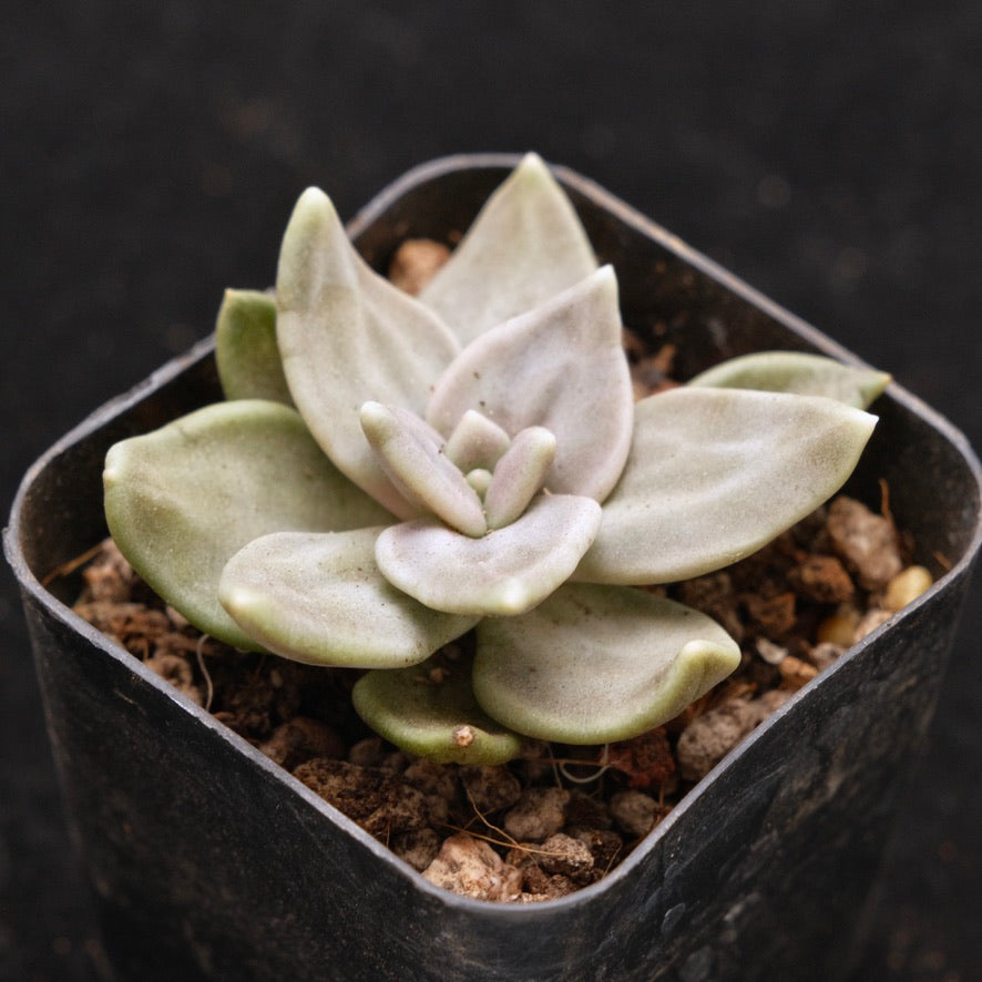 Echeveria xichuensis Korean Succulent Plant