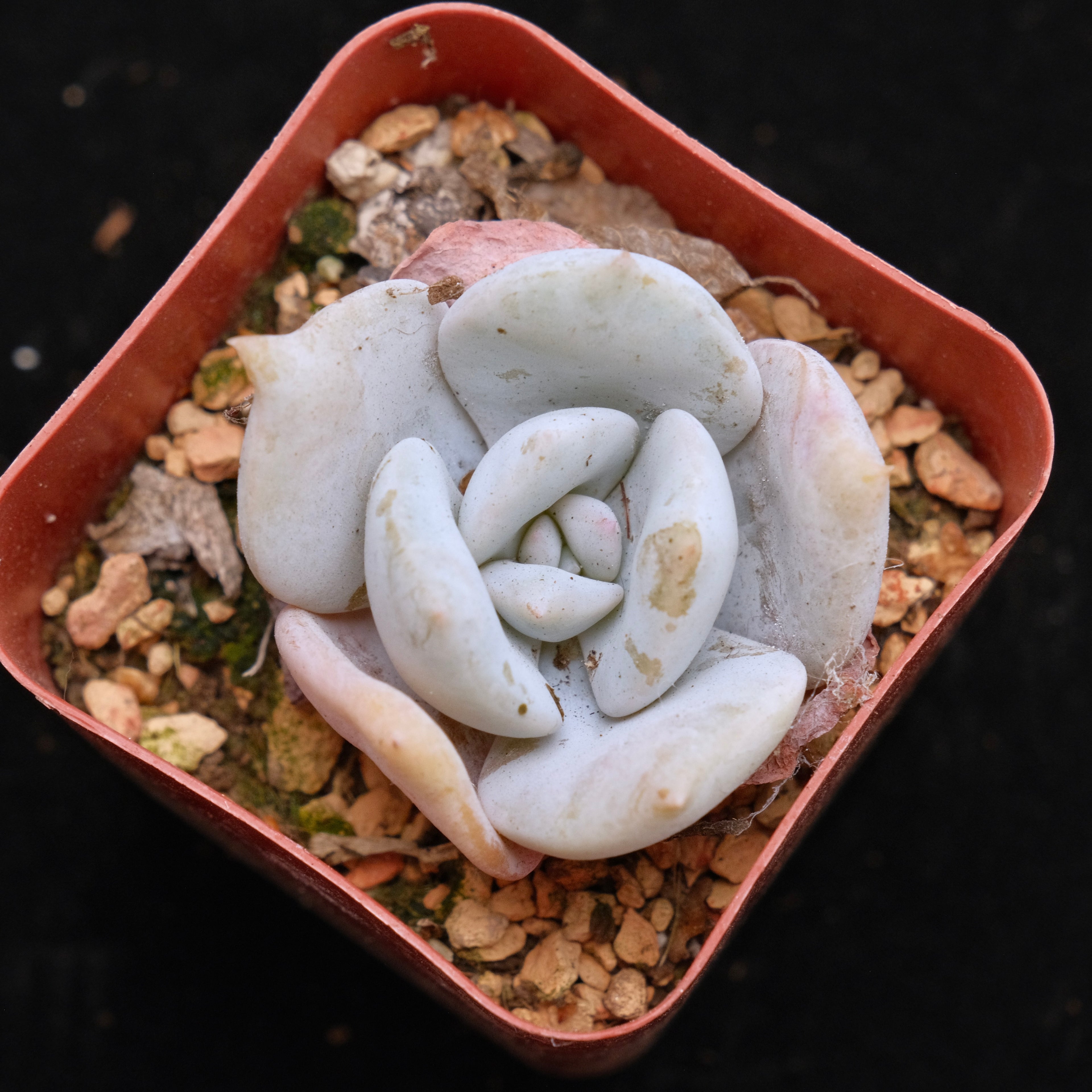 Echeveria laui hybrid Korean Succulent Plant