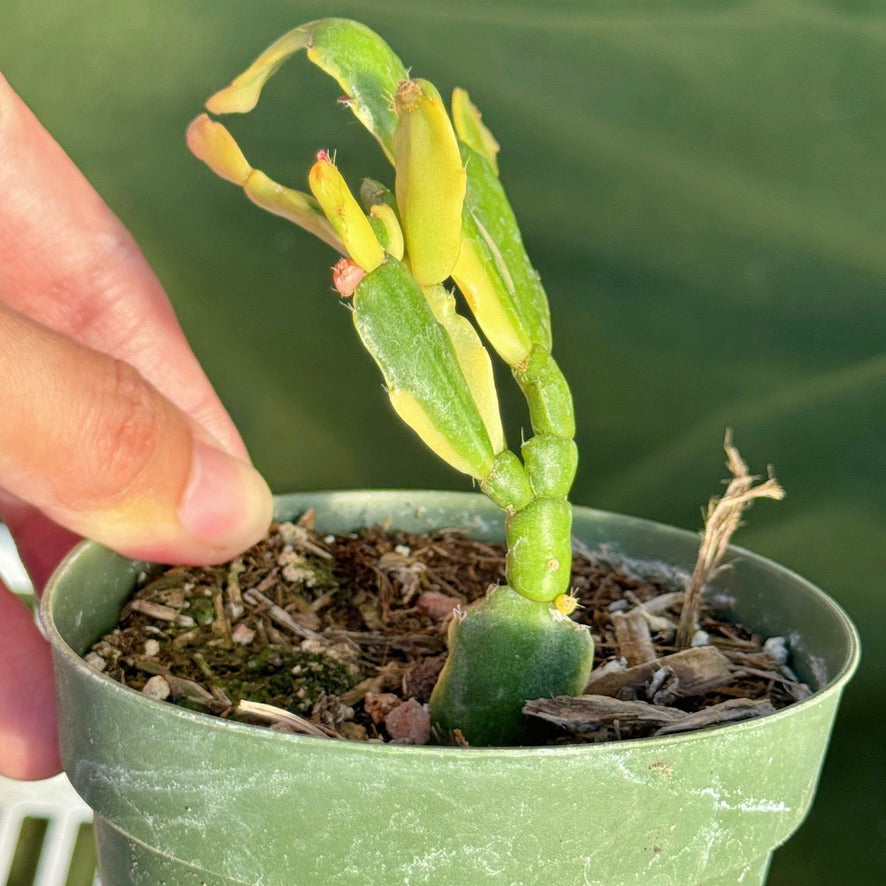 Variegated Christmas Cactus Succulent Plant