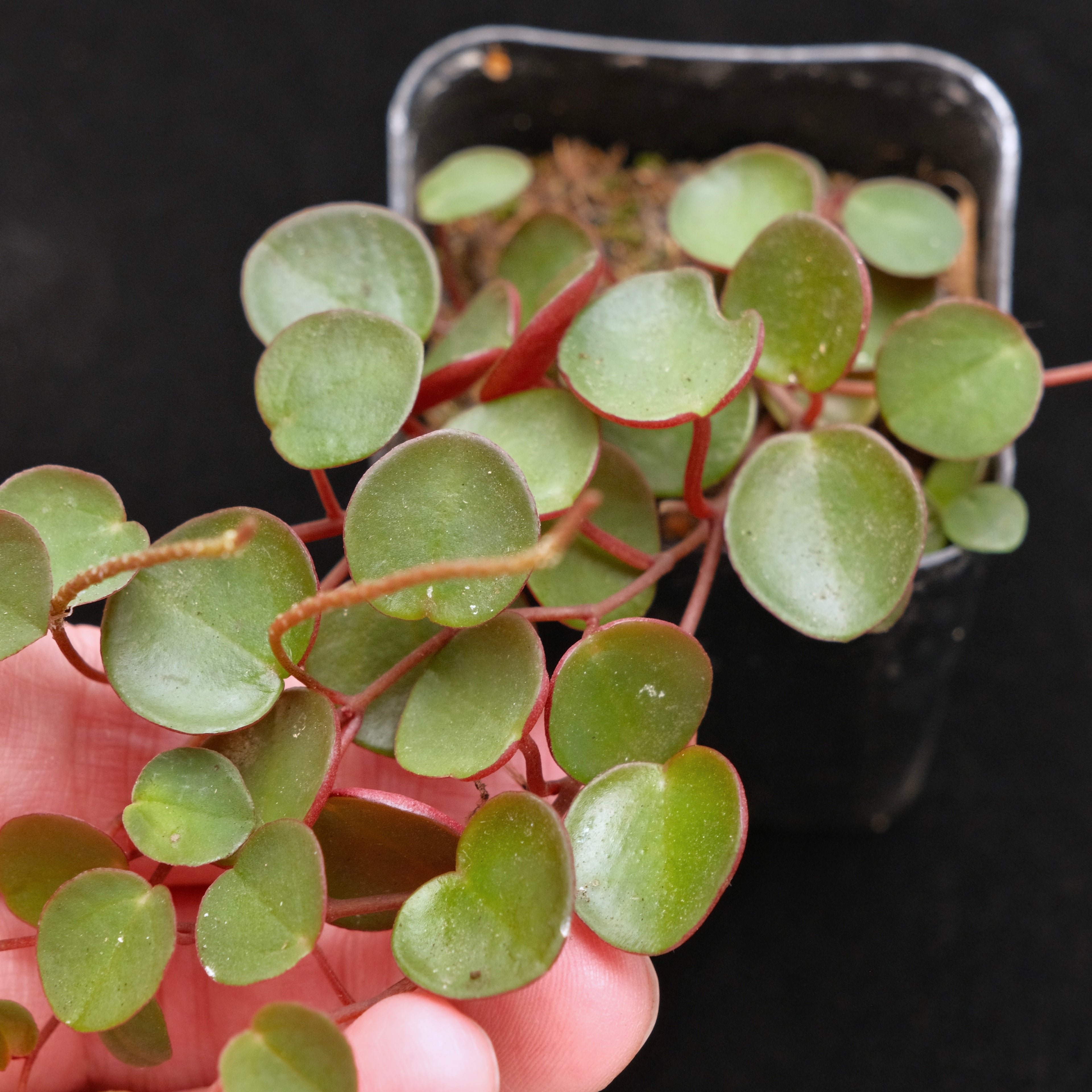 Peperomia Ruby Cascade Succulent Plant