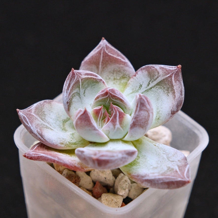 Echeveria Black Sabbath Korean Succulent Plant