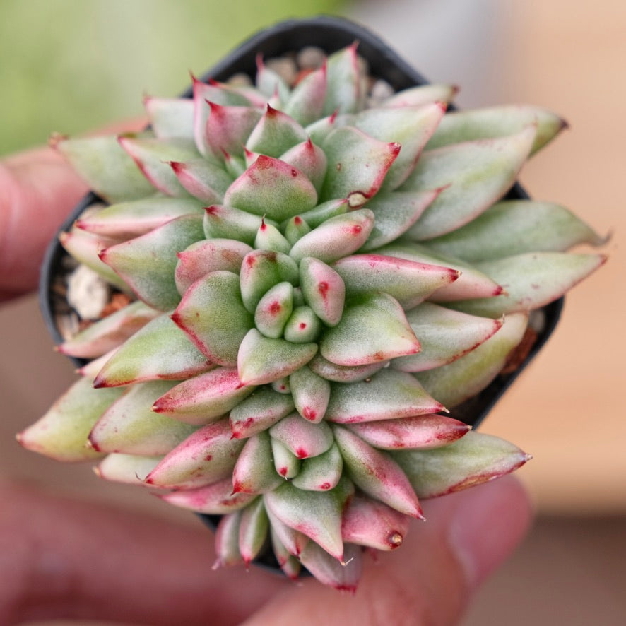 Variegated Echeveria Elkhorn cristata Korean Succulent Plant