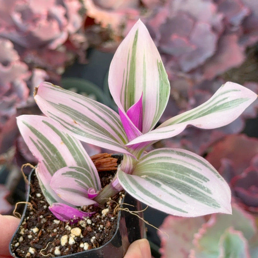 Tradescantia Nanouk Succulent Plant