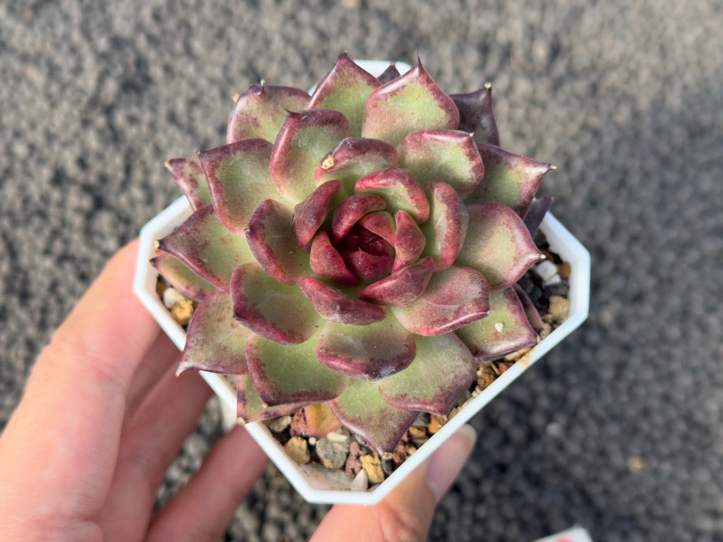 Echeveria Nike Korean Succulent Plant