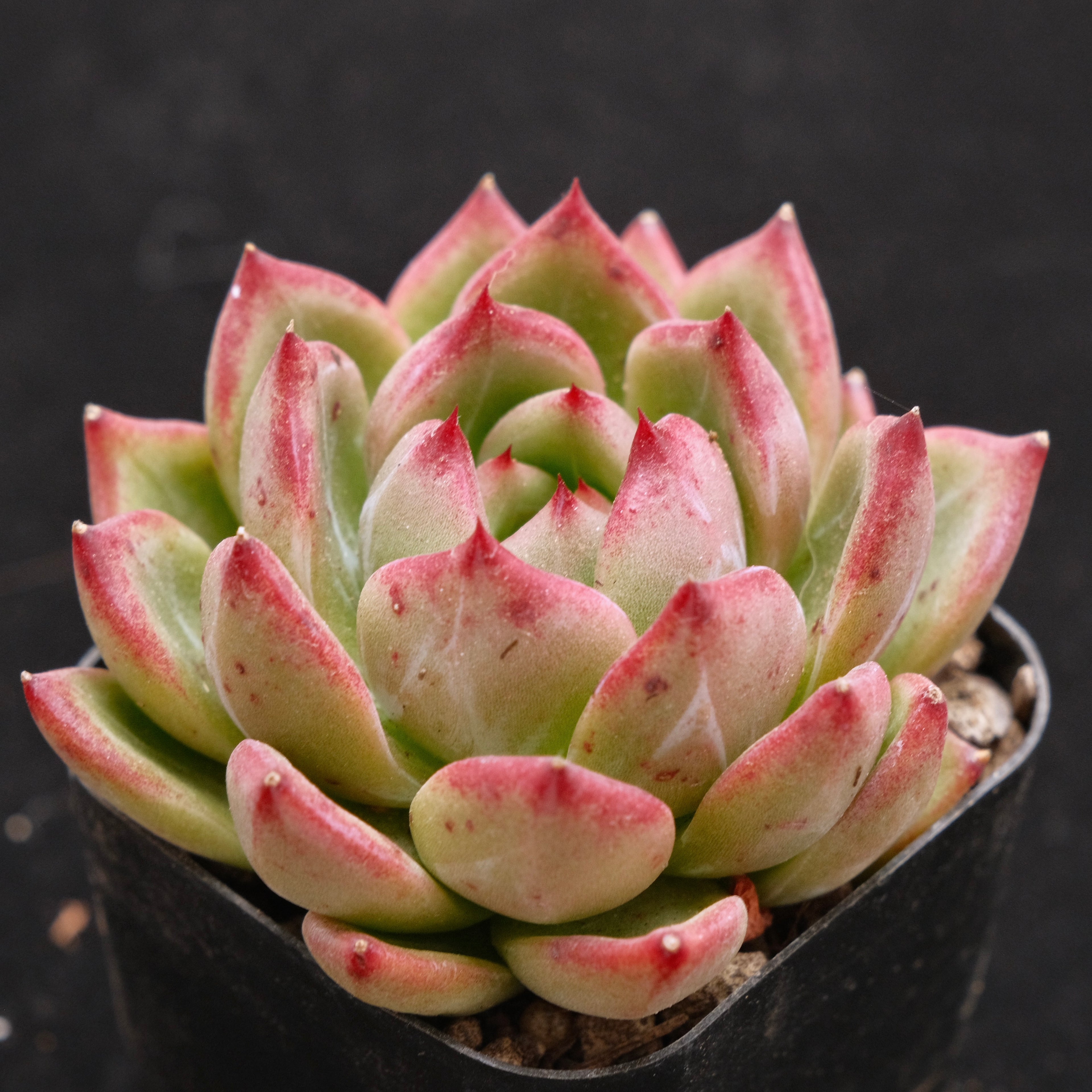 Echeveria Red Night Korean Succulent Plant Air Magic Hybrid