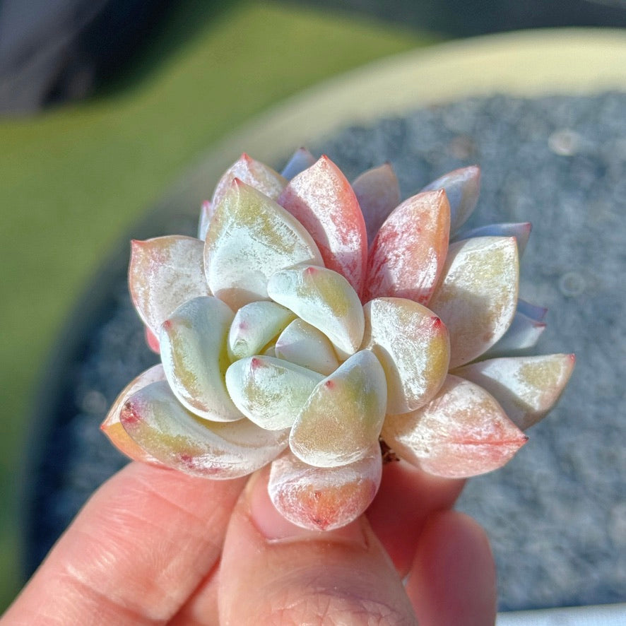 Echeveria Trumso Succulent Plant C