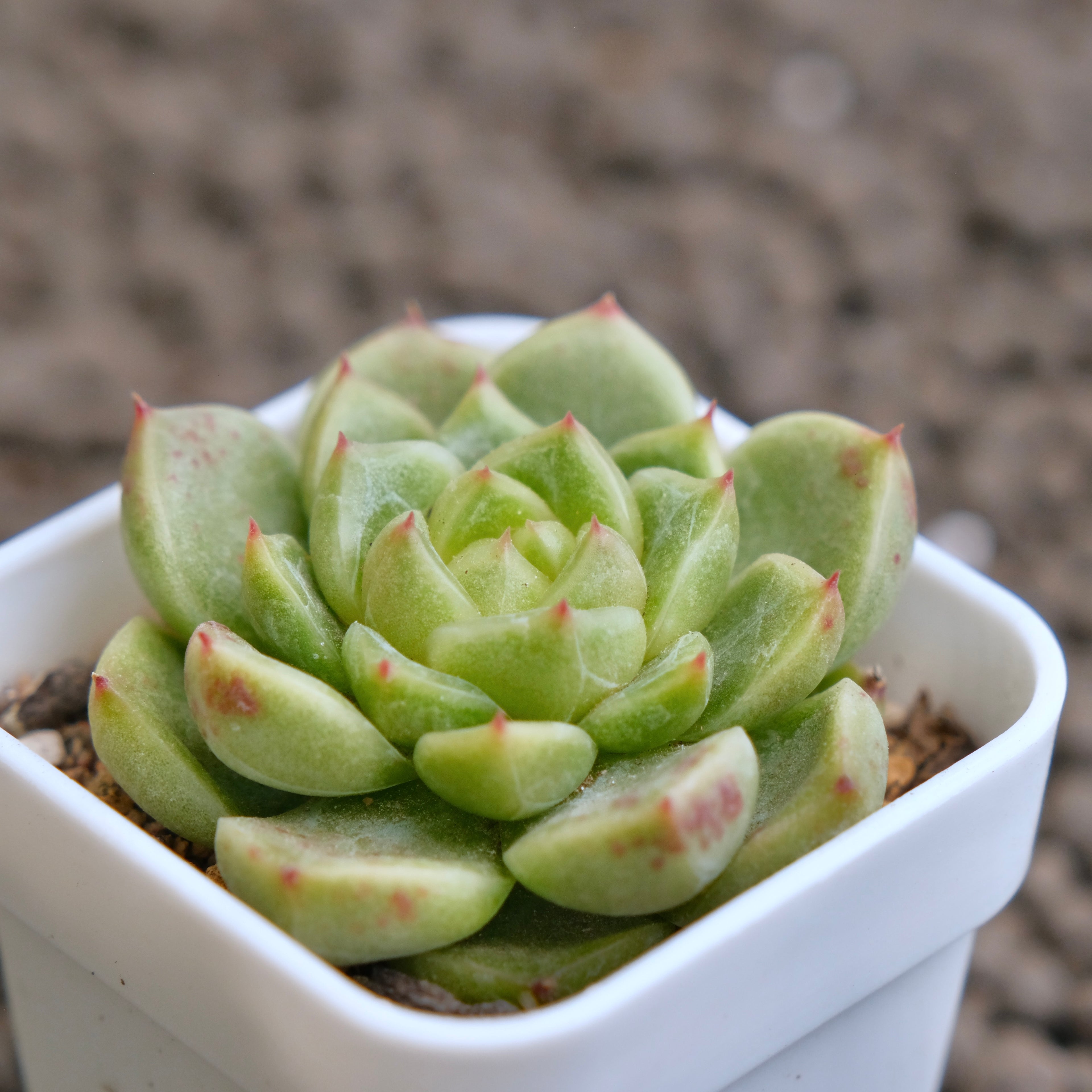 Echeveria Sky Jelly Imported Succulent Plant -A