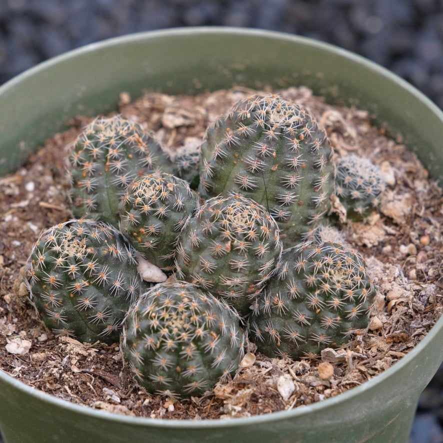 Rebutia sp A Cactus Plant