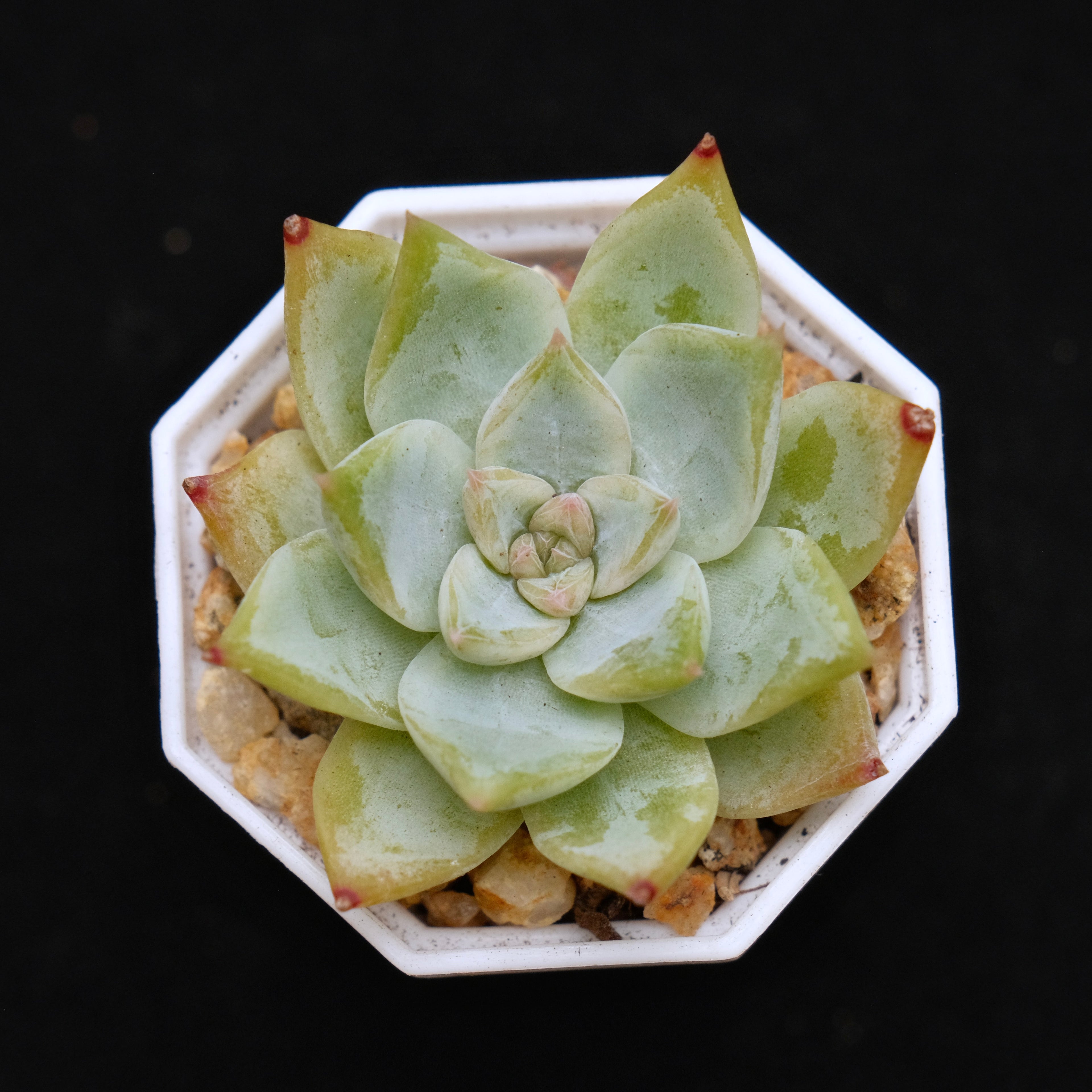 Echeveria Chopa Korean Succulent Plant Changhee Hybrid