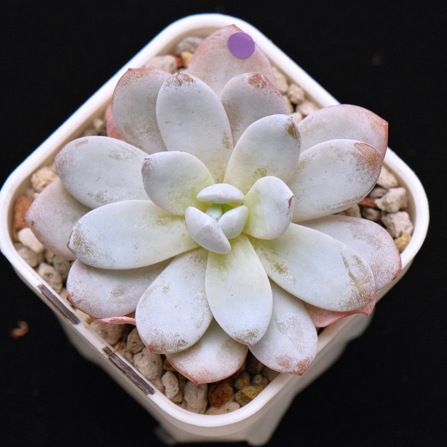 Echeveria laui Korean Succulent Plant
