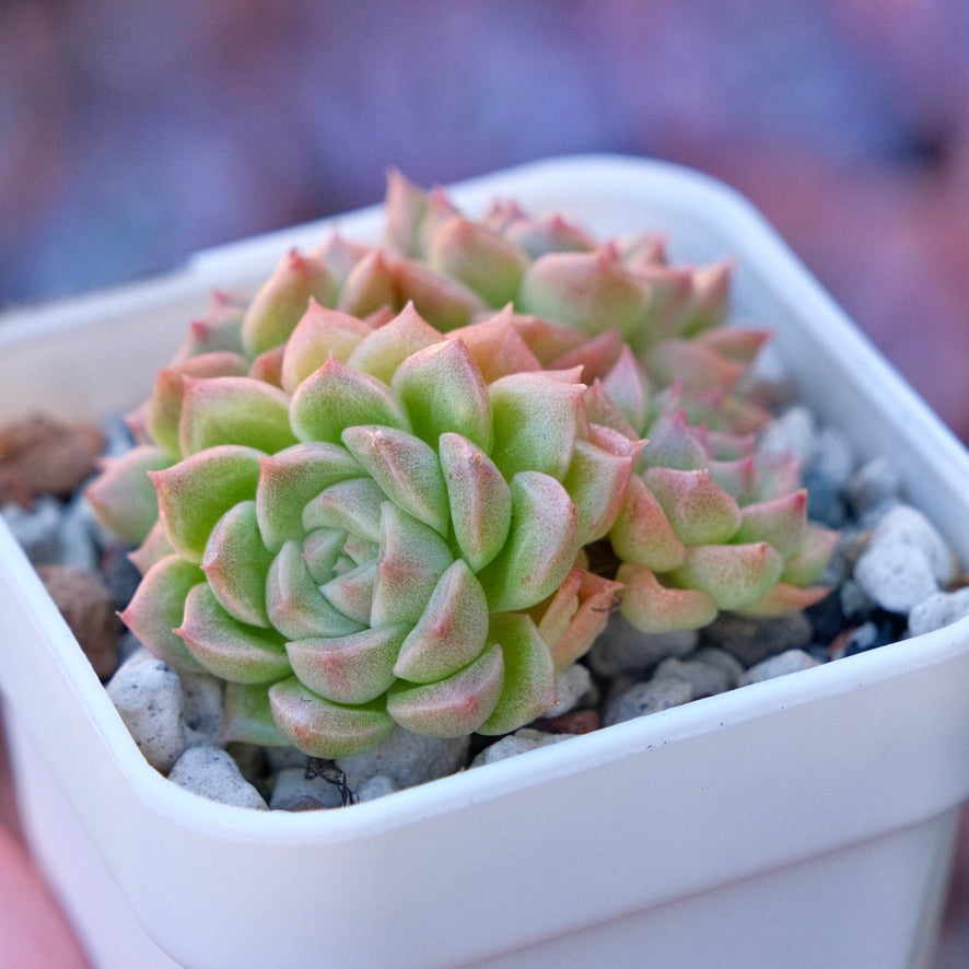 Echeveria Endless cluster Korean Succulent Plant