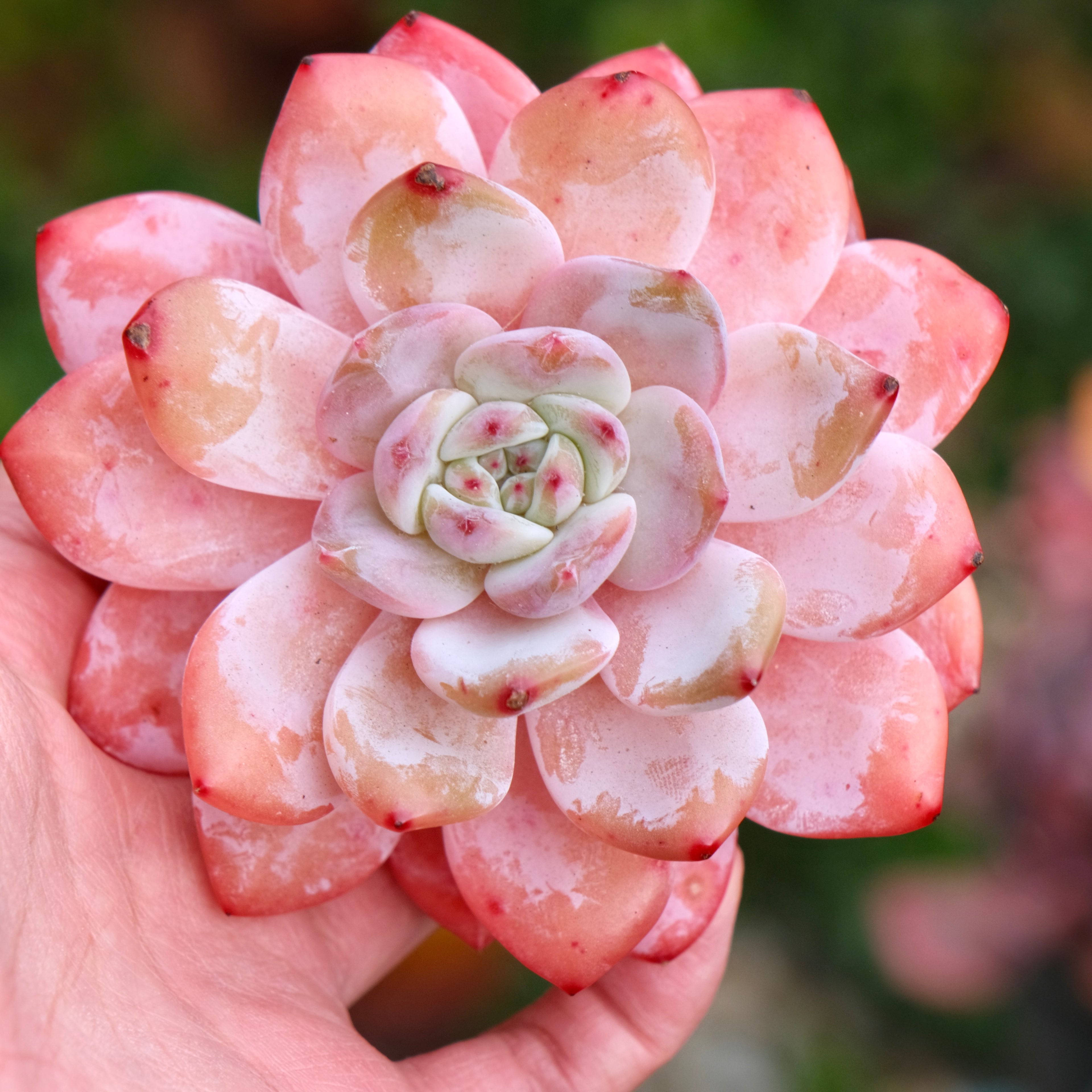 Echeveria Monroe Korean Succulent Plant