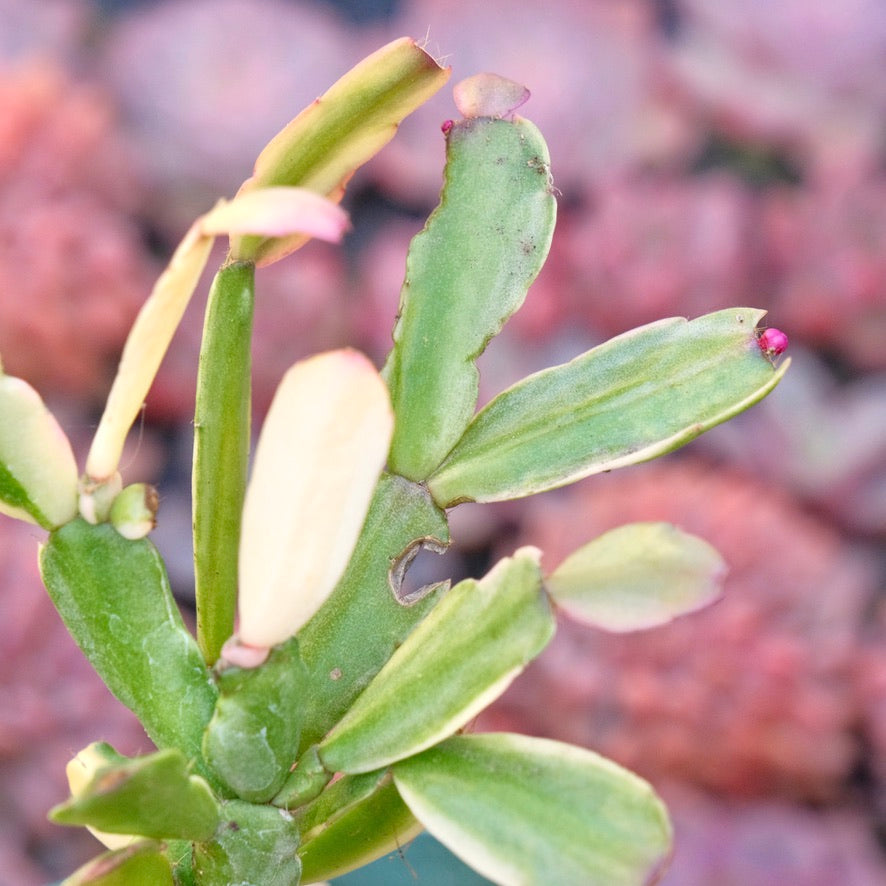 Variegated Christmas Cactus Succulent Plant