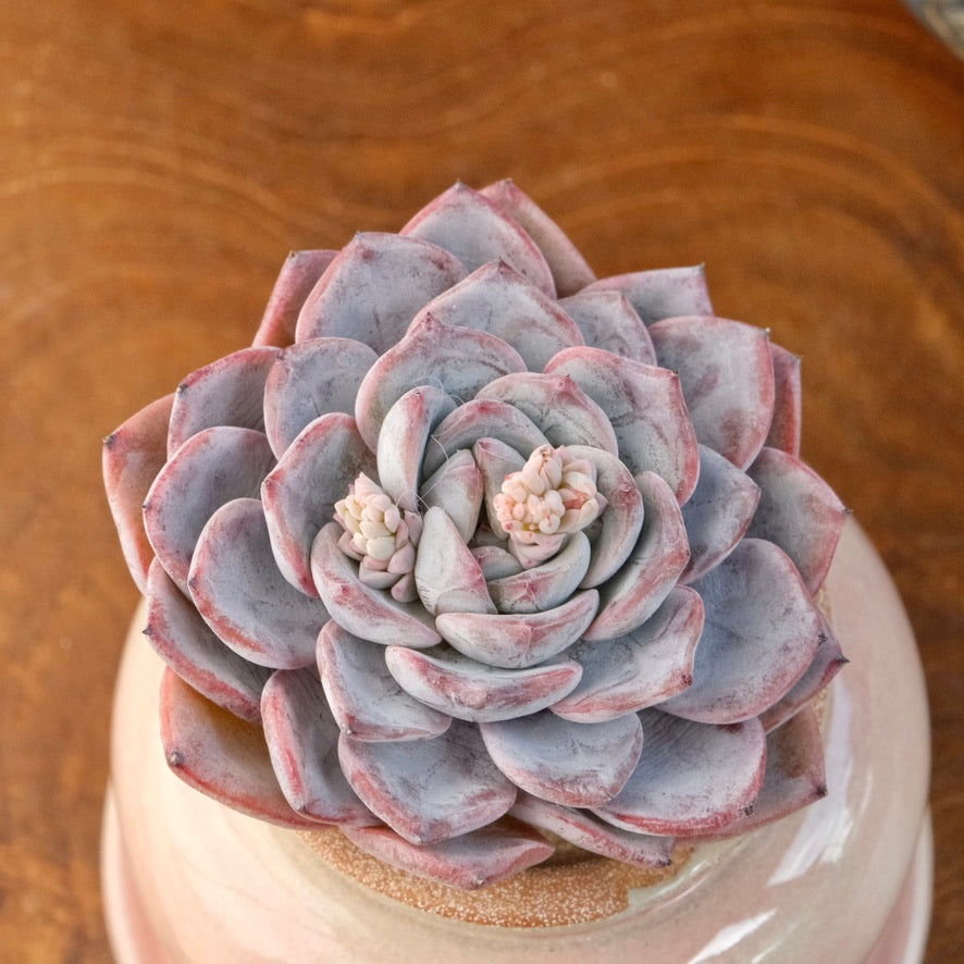 Echeveria White Princess Korean Succulent Plant