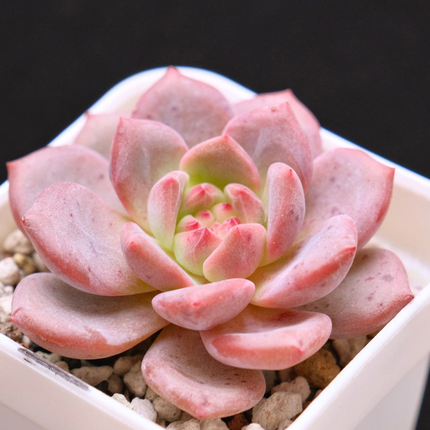 Echeveria Ariel Korean Succulent Plant