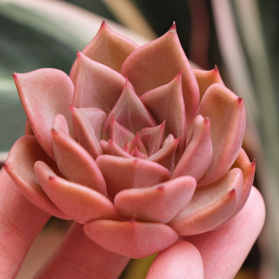 Echeveria Silonica Korean Succulent Plant