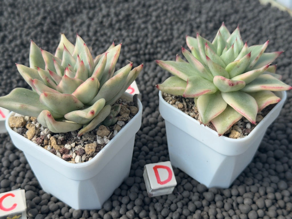 Variegated Echeveria agavoides Korean Succulent Plant