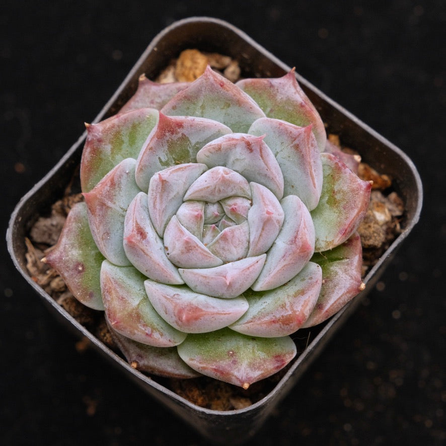Echeveria Royal Star Korean Succulent Plant