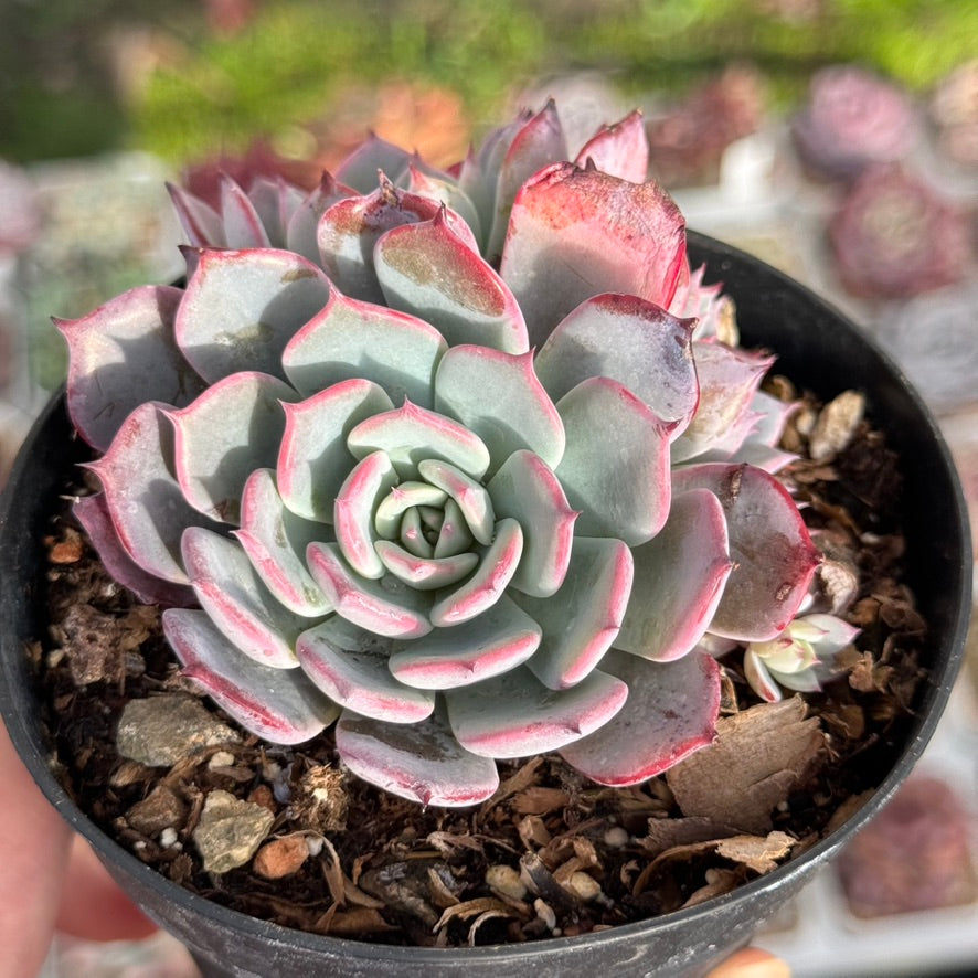 Echeveria Laurensis Succulent Plant