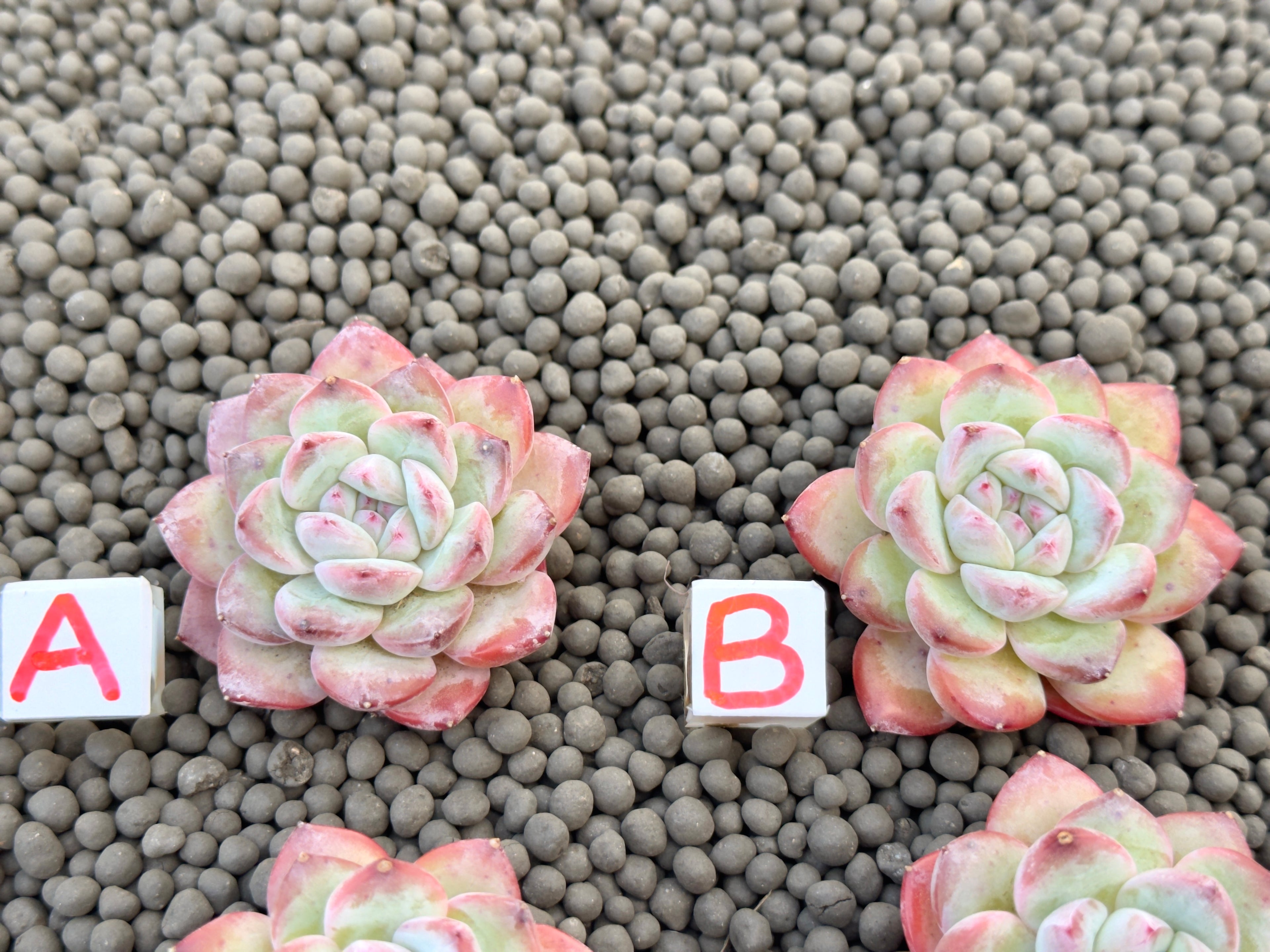 Echeveria Milk Rose Imported Succulent Plant