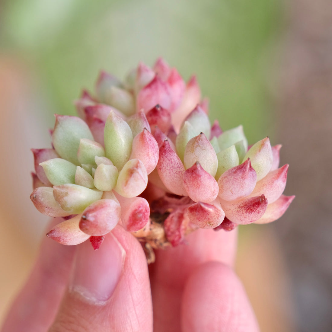 Echeveria Neon Egg Imported Succulent Plant
