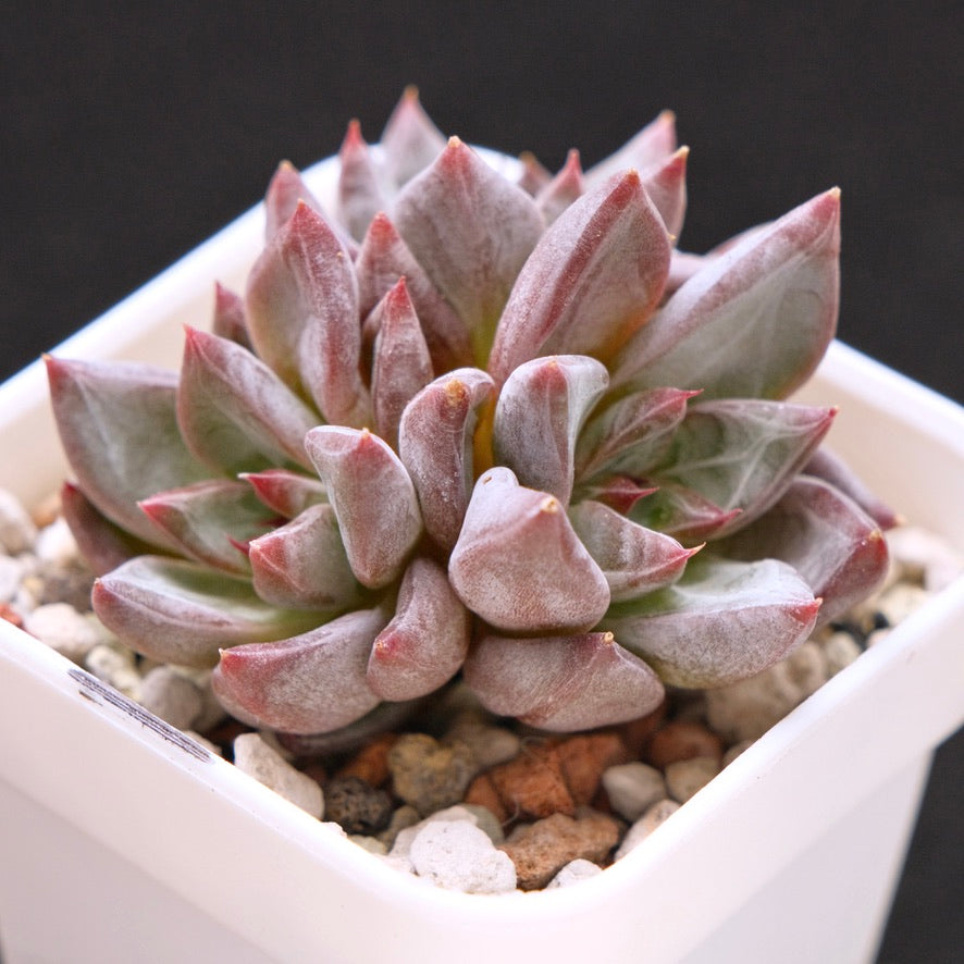 Echeveria Tremolo Korean Succulent Plant Hwaga Hybrid