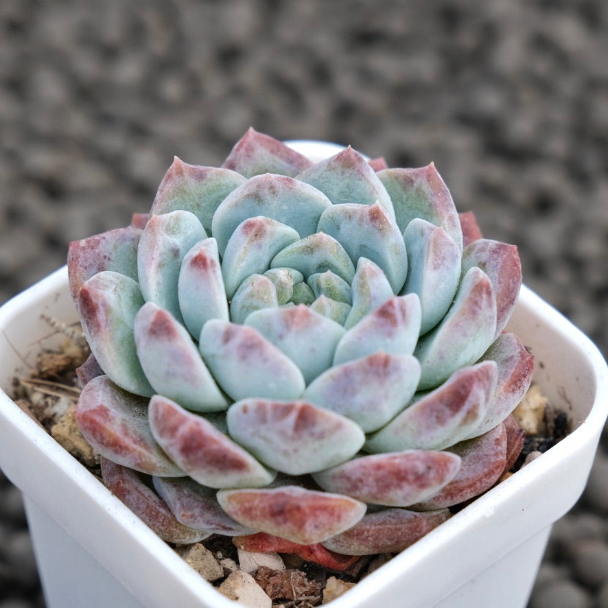 Echeveria hyalina hybrid Korean Succulent Plant