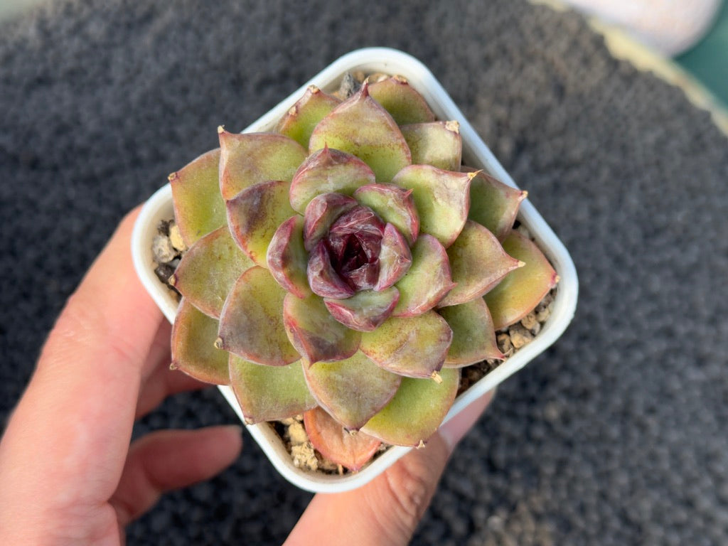 Echeveria Black Heart Korean Succulent Plant Changhee Hybrid