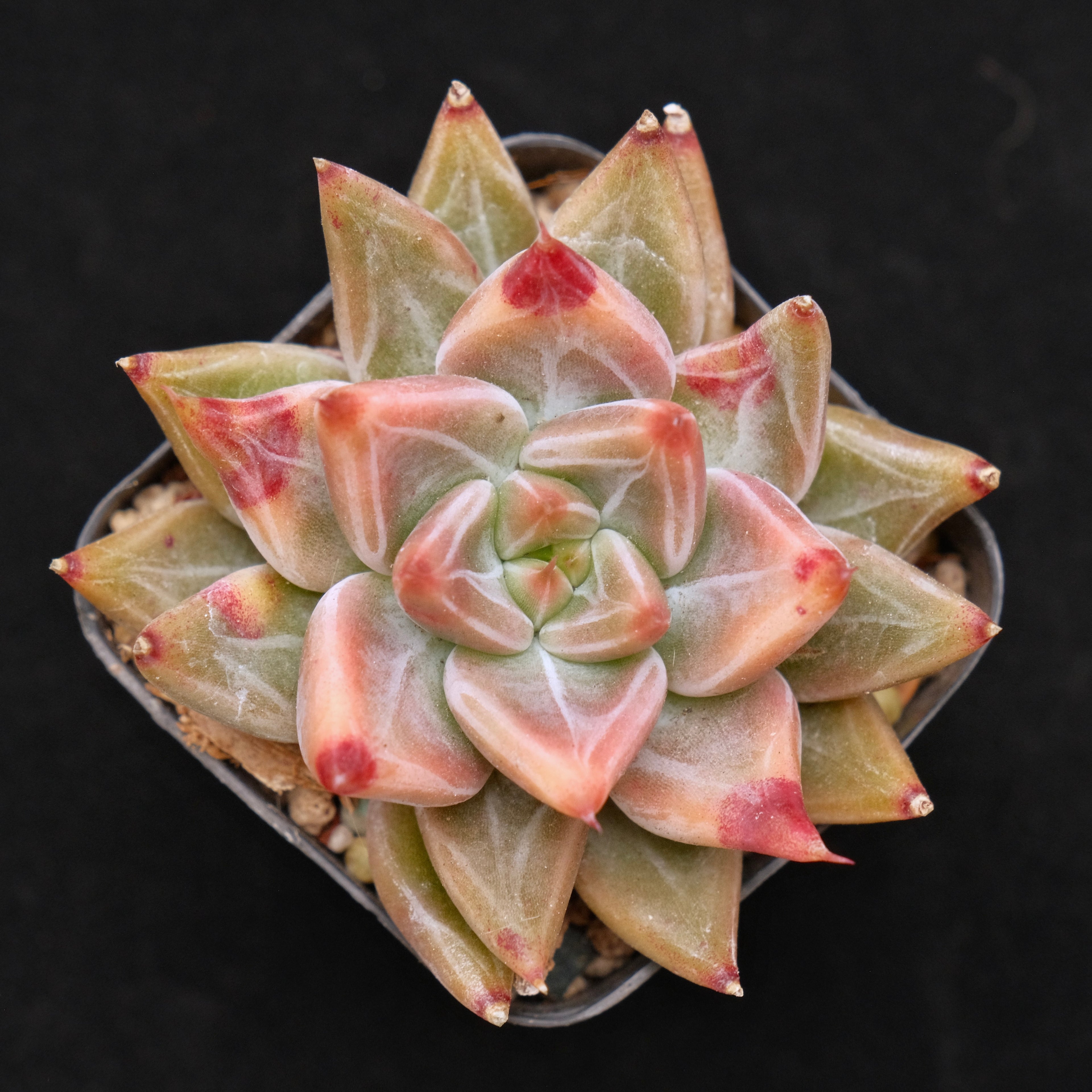 Echeveria Tolimanensis x Red Ebony Korean Succulent Plant Very Rare Changhee Hybrid