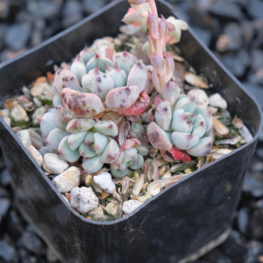 Echeveria Indigo Mini B Hwaga hybrid Korean Succulent Plant