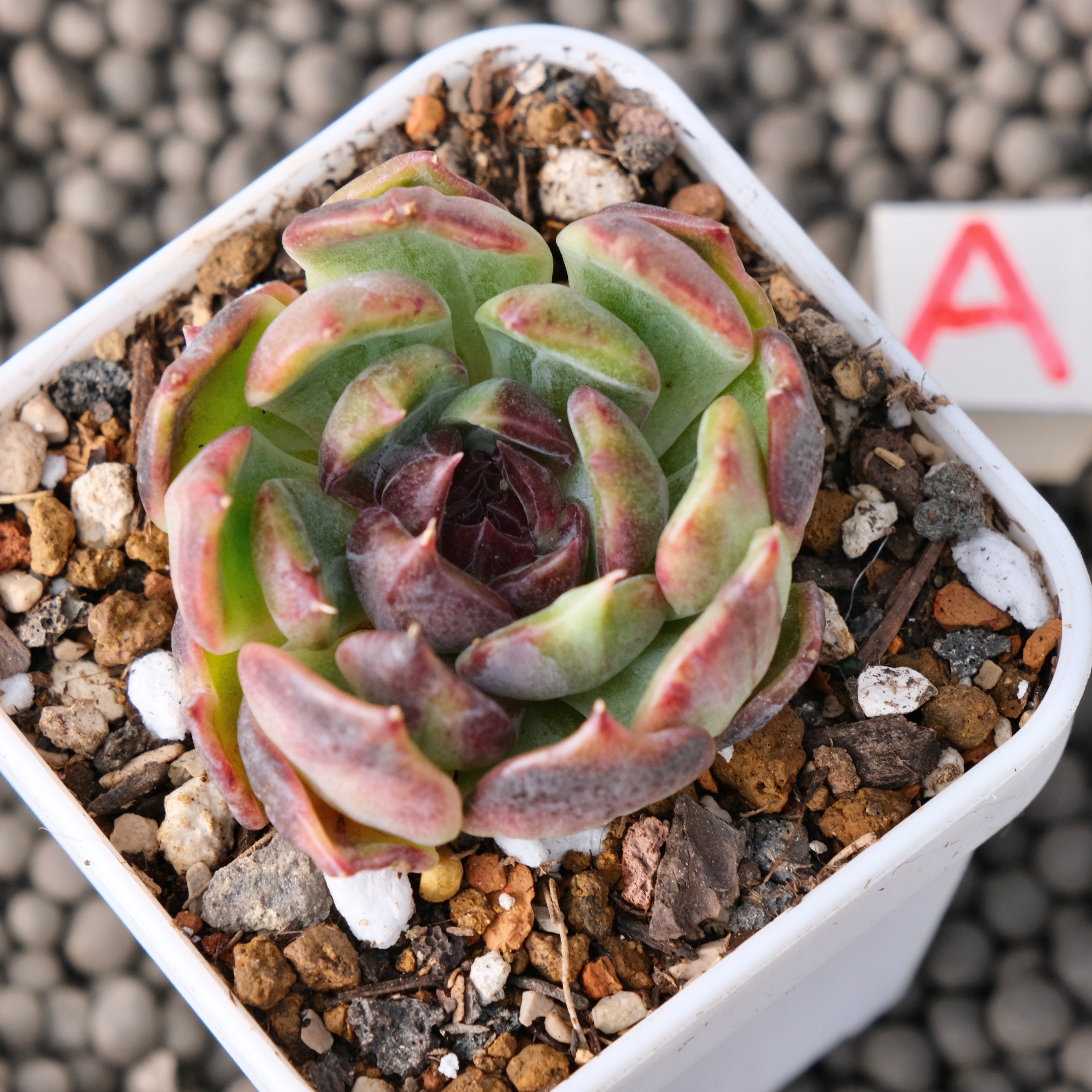 Variegated Echeveria Blueberry Latte Korean Succulent Plant